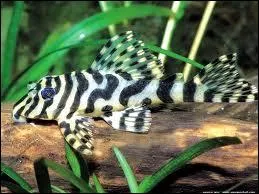 Quelle est la particularit du peckoltia ?