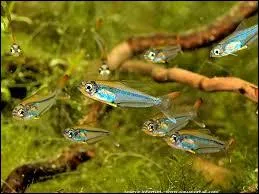 Ou peut-on trouver des trochilocharax ?