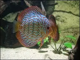 Quel nom porte ce poisson ?