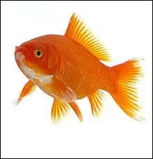 Comment faut-il faire pour mettre son poisson dans son aquarium quand on vient de l'avoir ?