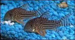 Comment s'appelle ce poisson ?