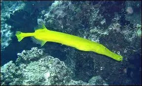 O peut-on trouver des hortros ?