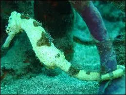 Quelle nom porte ce petit poisson qu'on appelle aussi cheval des mers ?