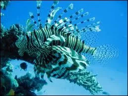 Quelle est la particularit du poisson-scorpion ?