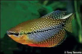 De quelle origine est le gourami ?