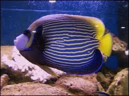 Quel est l'autre nom du poisson-ange ?