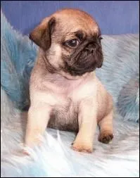 Quelle est cette race ?