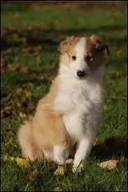 Quelle est cette race ?