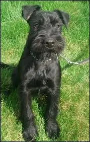 Quelle est cette race ?