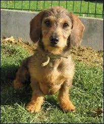 Quelle est cette race ?