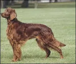 Quelle est cette race ?