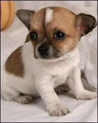 Quelle est cette race ?