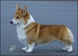 Quelle est cette race ?