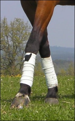 Comment appelle-t-on ces bandes qui protègent les membres antérieurs et postérieurs du cheval ?