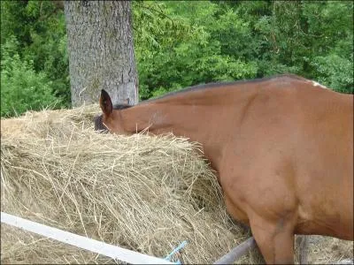 Il vaut mieux distribuer le foin :