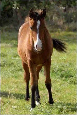 Le cheval et le poney peuvent-ils vomir ?