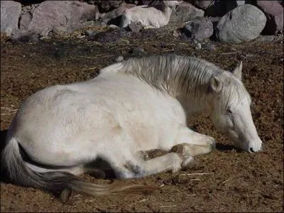 Et peuvent-ils ruminer ?