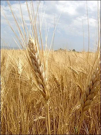 Avec ses grains jaunes et durs, distribus aplatis, concasss ou dtremps, cette crale est appele :