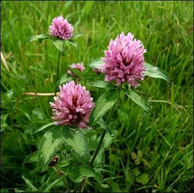 Cette herbe est souvent prsente sche dans le foin. C'est :