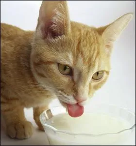 Lisez bien la phrase suivante et compltez le blanc. Lauren :  My cat ... . . milk.  