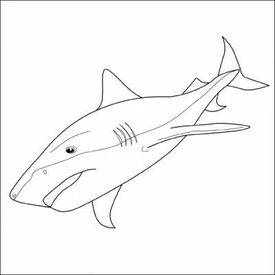 Comment traduire  requin  en anglais ?
