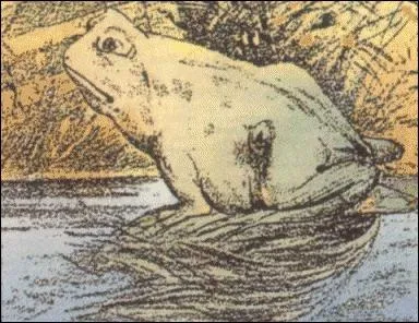 La grenouille croasse !