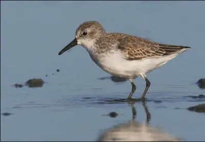 On voit souvent cet oiseau sur une plage, c'est ...