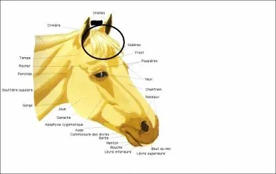 Comment sappelle cette partie de la tte du cheval ?