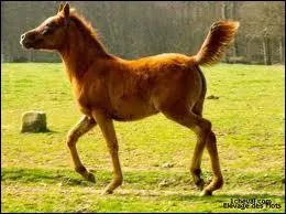 Comment s'appellent les pattes avant du cheval ?