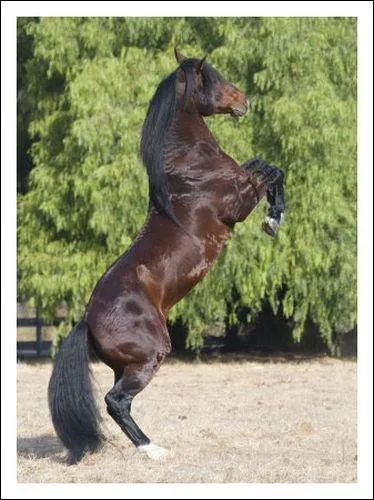 Que fait le cheval ?