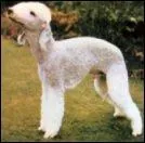 Quel est cet animal ?