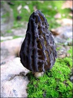 A quelle poque peut-on cueillir des morilles ?
