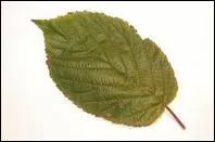 De quel arbre ou arbuste est issue cette feuille ?