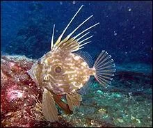 Quel est ce poisson, trs fin  la dgustation ?