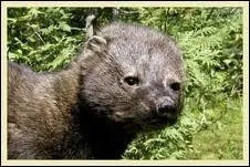 Cet animal est l'homonyme d'une noix, quel est son nom ?