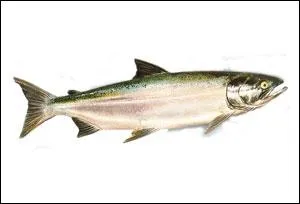 Qu'est-ce que c'est ?