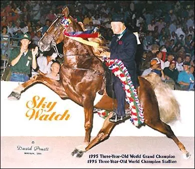 Cette discipline fait un ravage dans le Tennessee, le but de cette preuve est d'exagrer les allures du cheval pour obtenir une meilleure note. C'est :