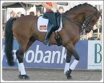 Aussi appele hyperflexion muscle, cette torture est utilise dans le monde du dressage. Le but est de lui courber l'encolure pour une meilleure  mise sur la main . Certains le font mme au box. C'est ...