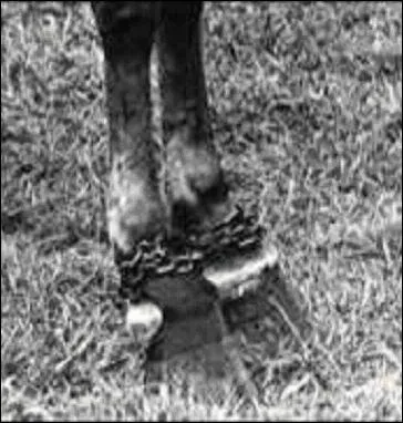 Ces membres comportent des chanes, des cales  l'arrire du sabot. Ils sont aussi agglutins de produits chimiques brlants, avec des clous enfoncs dans la sole et la corne. Ceci appartient au ...
