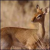 Quelle est cette antilope naine qui mesure 30  43 cm ( l'paule) ?