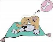 Quel est le rve de tous les chiens ?