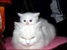 Quelle onomatope est communment admise pour imiter les  vibrations  basse frquence mises par les chats ?