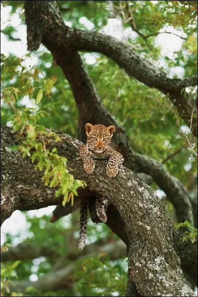 Post sur un arbre, un jeune jaguar attends l'arrive d'une possible gazelle !