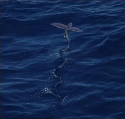 Cet oiseau peut-il plonger ?
