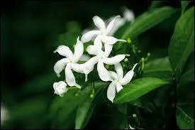 Roman de Serge Moati voquant le Tunis d'avant-guerre et la communaut juive du Grand Tunis ; cette uvre a t adapte pour la tlvision en 2009.