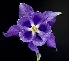 Quels sont les deux premiers vers de  Clotilde , pome de Guillaume Apollinaire, tir du recueil  Alcools  ?