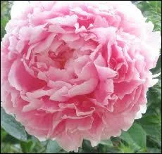 Roman de Pearl Buck, auteure qui reut le Prix Nobel de Littrature en 1938 :