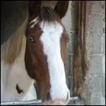 De quelle robe est cette jument ?