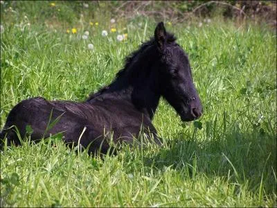 De quelle race est ce poulain ?