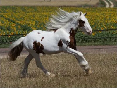 De quelle robe est ce cheval ?